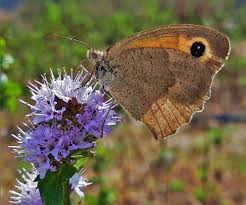 Attēlu rezultāti vaicājumam “Maniola jurtina”