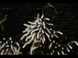 Attēlu rezultāti vaicājumam “Stemonitopsis typhina”