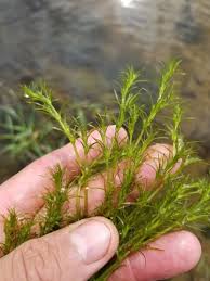 Attēlu rezultāti vaicājumam “Najadaceae”