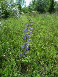Attēlu rezultāti vaicājumam “Campanula bononiensis”
