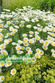 Attēlu rezultāti vaicājumam “Anthemis tinctoria flower”