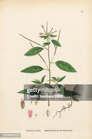 Attēlu rezultāti vaicājumam “Epilobium roseum flower”