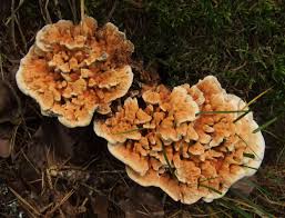 Attēlu rezultāti vaicājumam “Hydnellum aurantiacum”