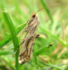 Attēlu rezultāti vaicājumam “Epermenia falciformis”