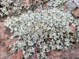 Attēlu rezultāti vaicājumam “Cetrelia olivetorum”