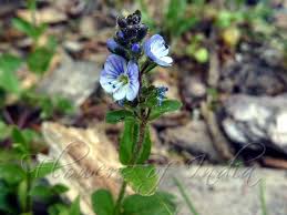 Attēlu rezultāti vaicājumam “Veronica serpyllifolia flower”