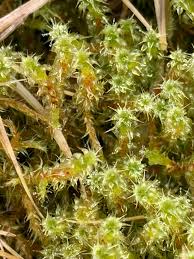 Attēlu rezultāti vaicājumam “Rhytidiadelphus squarrosus”