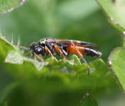 Attēlu rezultāti vaicājumam “Tenthredinidae”