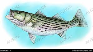Image result for Morone saxatilis