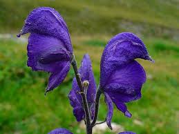 Attēlu rezultāti vaicājumam “Aconitum napellus flower”