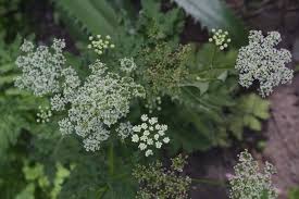 Attēlu rezultāti vaicājumam “Chaerophyllum aromaticum leaf”