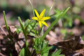 Attēlu rezultāti vaicājumam “Gagea lutea leaf”