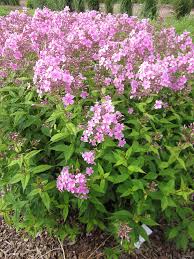 Image result for Phlox (großblumig)