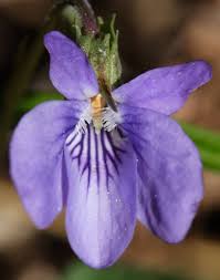 Attēlu rezultāti vaicājumam “Viola riviniana flower”
