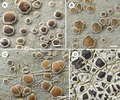 Attēlu rezultāti vaicājumam “Lecanora carpinea”