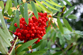 Attēlu rezultāti vaicājumam “x Sorbaronia fallax”