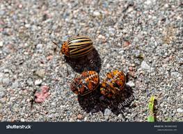 Attēlu rezultāti vaicājumam “Leptinotarsa decemlineata”