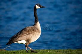 Attēlu rezultāti vaicājumam “Branta canadensis adult”