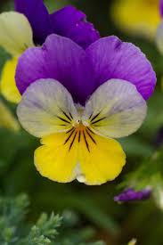 Attēlu rezultāti vaicājumam “Viola tricolor subsp. matutina”