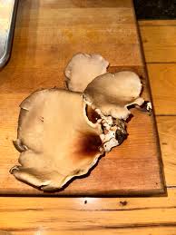 Attēlu rezultāti vaicājumam “Polyporus melanopus”