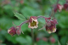 Image result for Geum rivale