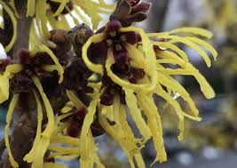 Attēlu rezultāti vaicājumam “Hamamelis mollis”