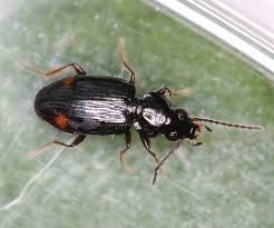 Attēlu rezultāti vaicājumam “Bembidion litorale”