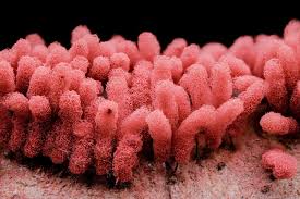 Attēlu rezultāti vaicājumam “Arcyria denudata stalked”