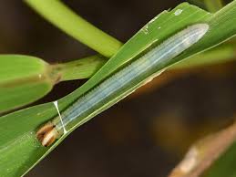 Attēlu rezultāti vaicājumam “Heteropterus morpheus underside”