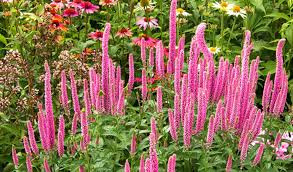 Attēlu rezultāti vaicājumam “Veronica spicata leaf”