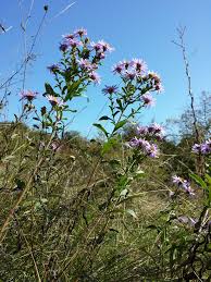 Image result for Aster amellus