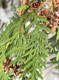 Attēlu rezultāti vaicājumam “Thuja occidentalis leaf”