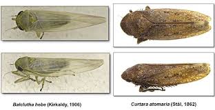 Attēlu rezultāti vaicājumam “Cicadellidae”