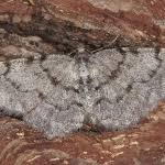 Attēlu rezultāti vaicājumam “Aethalura punctulata”