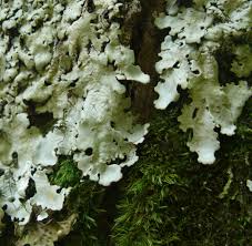 Attēlu rezultāti vaicājumam “Lobaria amplissima”