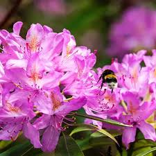 Attēlu rezultāti vaicājumam “rhododendron”