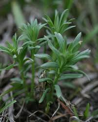 Attēlu rezultāti vaicājumam “Linaria vulgaris leaf”
