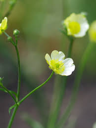 Attēlu rezultāti vaicājumam “Ranunculus acris flower”
