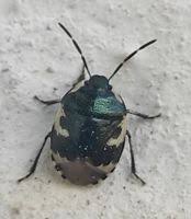 Attēlu rezultāti vaicājumam “Tritomegas bicolor nymph”