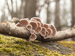 Attēlu rezultāti vaicājumam “Schizophyllum commune”