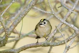 Attēlu rezultāti vaicājumam “Regulus regulus adult”