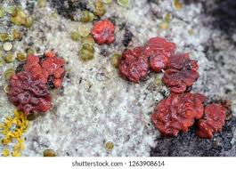 Attēlu rezultāti vaicājumam “Peniophora rufa”