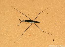 Attēlu rezultāti vaicājumam “Gerridae”