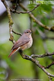 Attēlu rezultāti vaicājumam “Phoenicurus phoenicurus female”