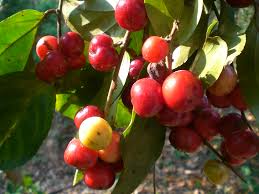 Attēlu rezultāti vaicājumam “Libanotis montana fruit”