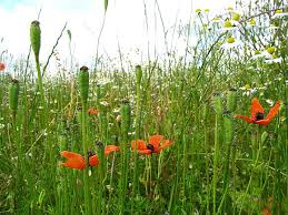 Attēlu rezultāti vaicājumam “Papaver argemone flower”