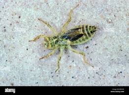 Attēlu rezultāti vaicājumam “Orthetrum brunneum”