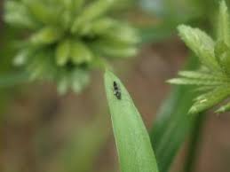 Attēlu rezultāti vaicājumam “Cricotopus male”