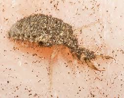 Attēlu rezultāti vaicājumam “Myrmeleontidae larva”