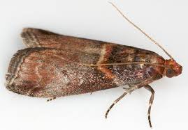 Attēlu rezultāti vaicājumam “Acrobasis advenella”